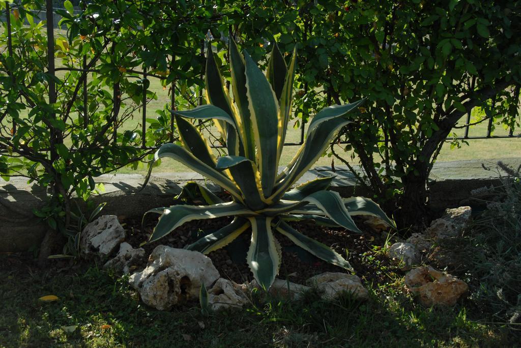 B&B Villa Luisa Casarza Ligure Dış mekan fotoğraf