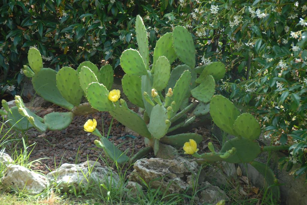 B&B Villa Luisa Casarza Ligure Dış mekan fotoğraf